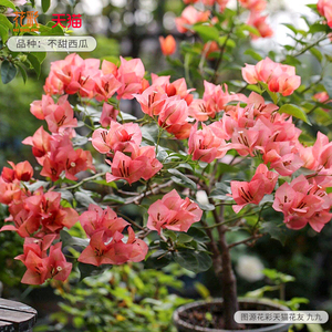 不甜西瓜三角梅盆栽带花漳红樱阳台耐热爬藤四季开花卉花树苗老桩