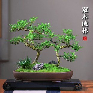 清香胡椒木盆栽花卉室内外驱蚊草植物树苗老桩盆景室外办公室绿植