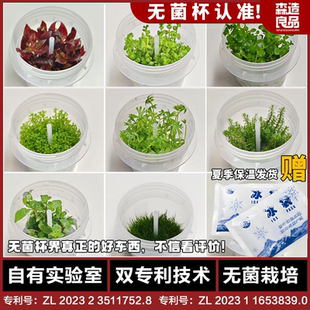 森造良品无菌杯生态水草组合鱼缸水族造景草养鱼专用淡水装 饰水草