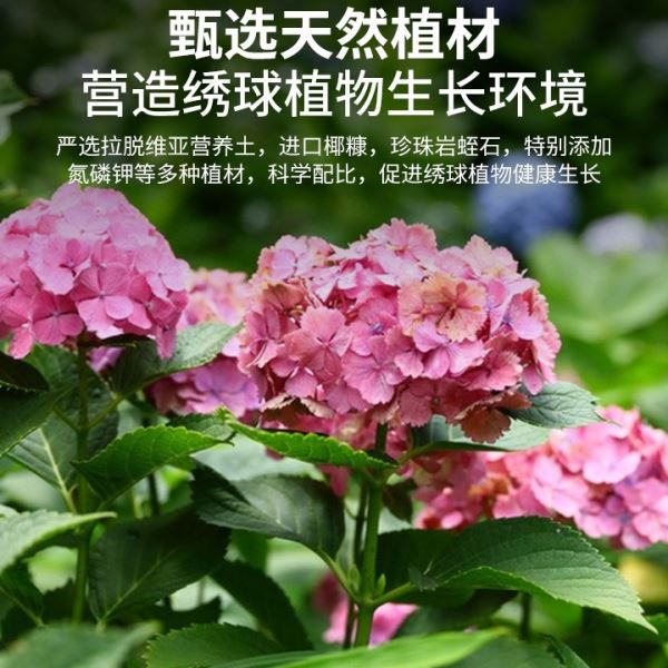 尚洋绣球花专用土营养土花土绣球土壤八仙花紫阳花通用种植土壤