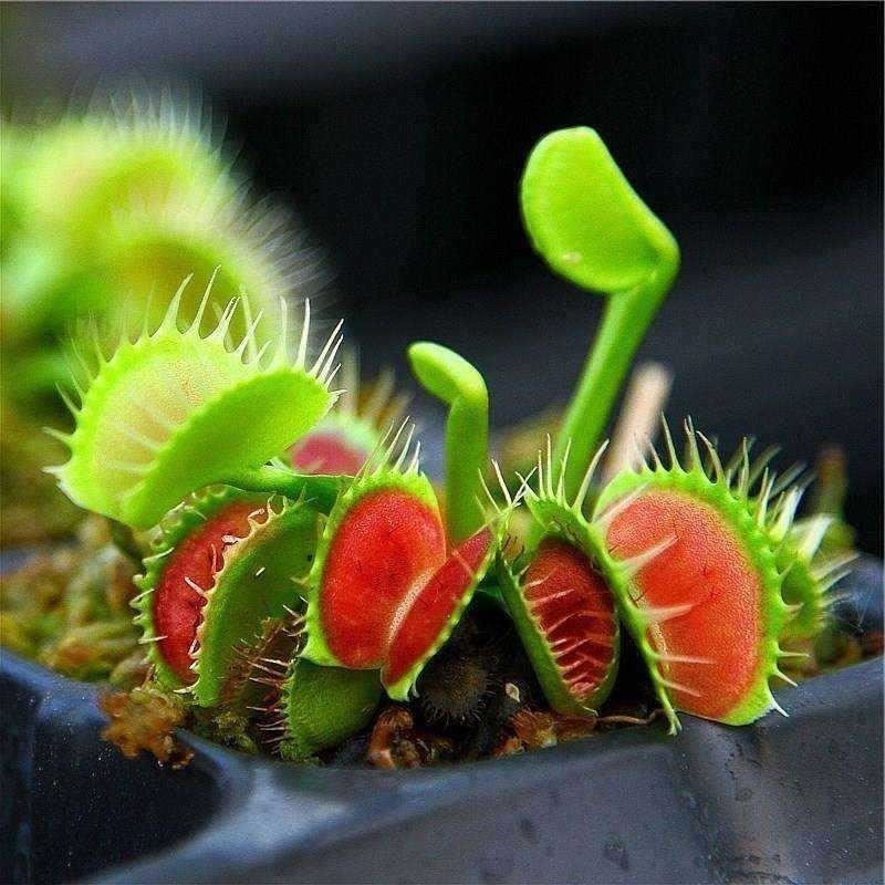 Flower pots flowers plants fly-repelling herbs hydrYoponics