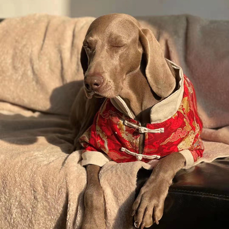 大狗狗过年喜庆衣服春秋薄款狗狗衣服大型犬新年拉布拉多金毛衣服