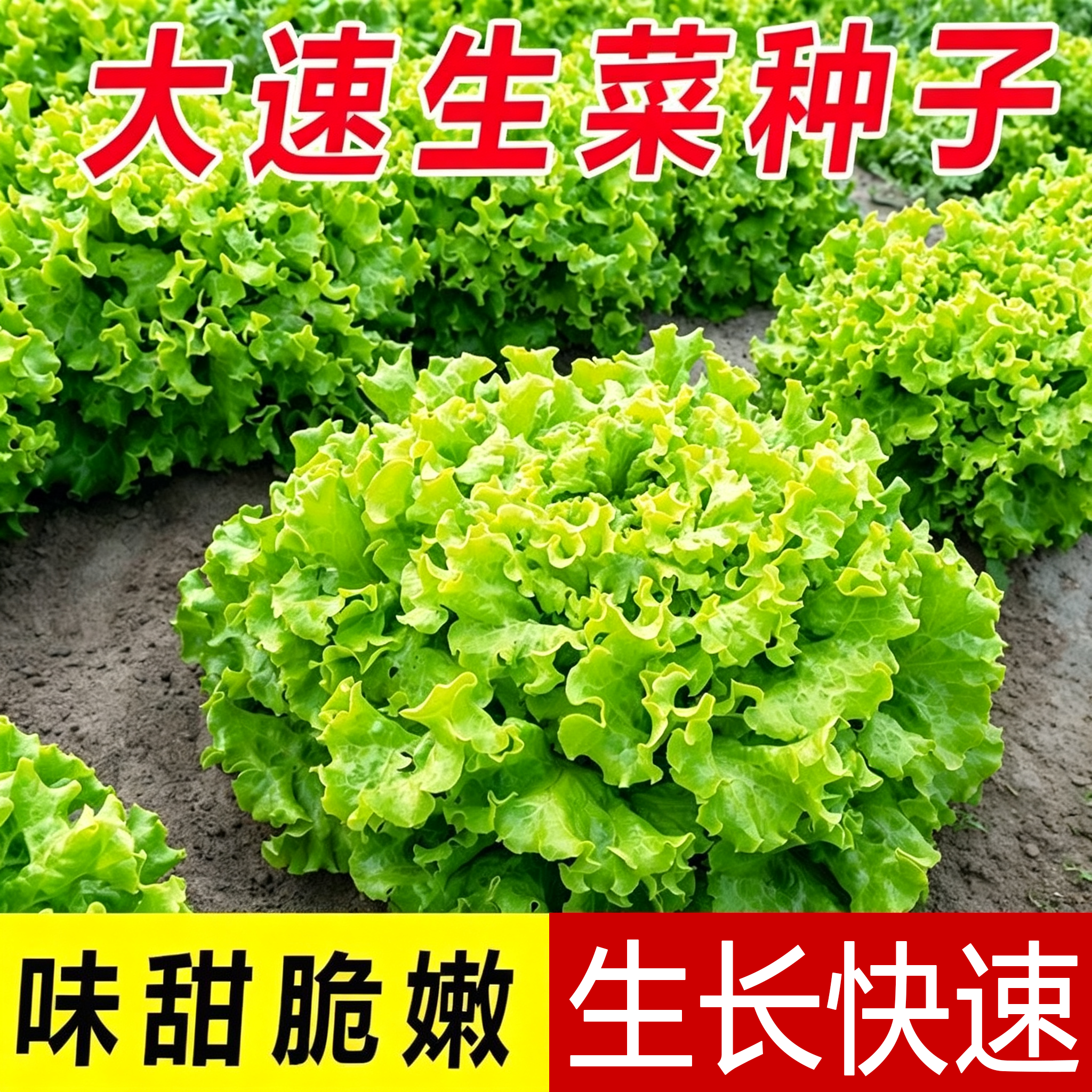 大速生菜种子耐寒易种植可水果水培生吃蔬菜种子四季水果生菜