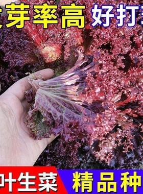 奶油咖啡生菜籽新鲜蔬菜紫色生菜罗马生菜脆甜生吃蔬菜沙拉菜孑