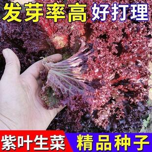 奶油咖啡生菜籽新鲜蔬菜紫色生菜罗马生菜脆甜生吃蔬菜沙拉菜孑