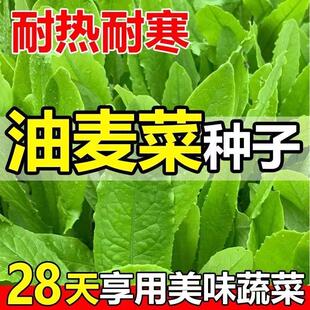【今年新种】四季油麦菜种子脆甜青菜种籽阳台盆栽地栽蔬菜种子
