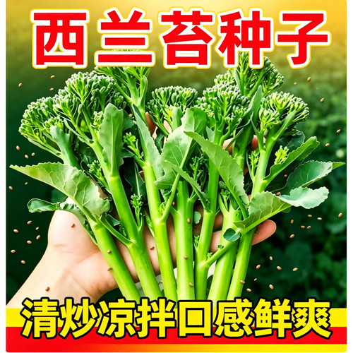 西兰苔种子农科院蔬菜种籽四季春季可种菜园阳台盆栽庭院包活高产
