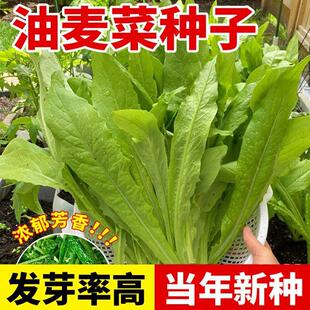 甜脆油麦菜种子清香无斑油麦菜种子四季水果水果庭院有机蔬菜种子