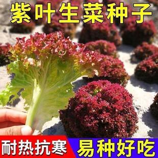 紫叶生菜种子沙拉菜种子耐寒热小院庭院大田蔬菜种子菜籽四季种植