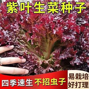 紫生菜种子种籽孑紫色蔬菜奶油孔雀菜种籽四季阳台盆栽专用四季播