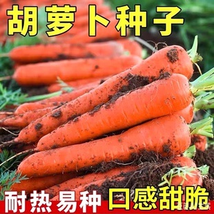 红胡萝卜种子三红胡萝卜籽耐热蔬菜种子大全