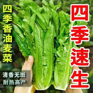 油麦菜种子四季清香无斑香麦菜籽青菜阳台盆栽农家易种植蔬菜种籽
