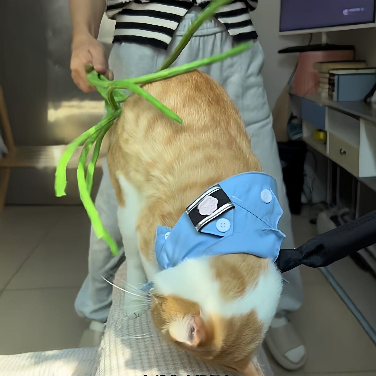 仿真豆角逗猫棒海绵果蔬橱柜装饰图片