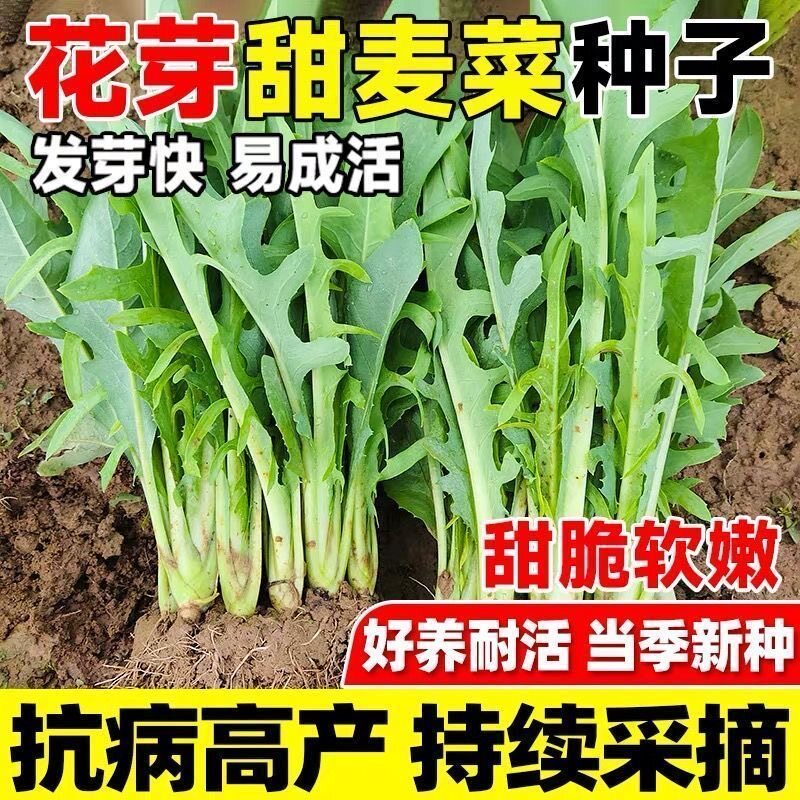 【花芽甜麦菜种子】四季播种香油麦春无苦味味清农家苦麻菜秧苗菜