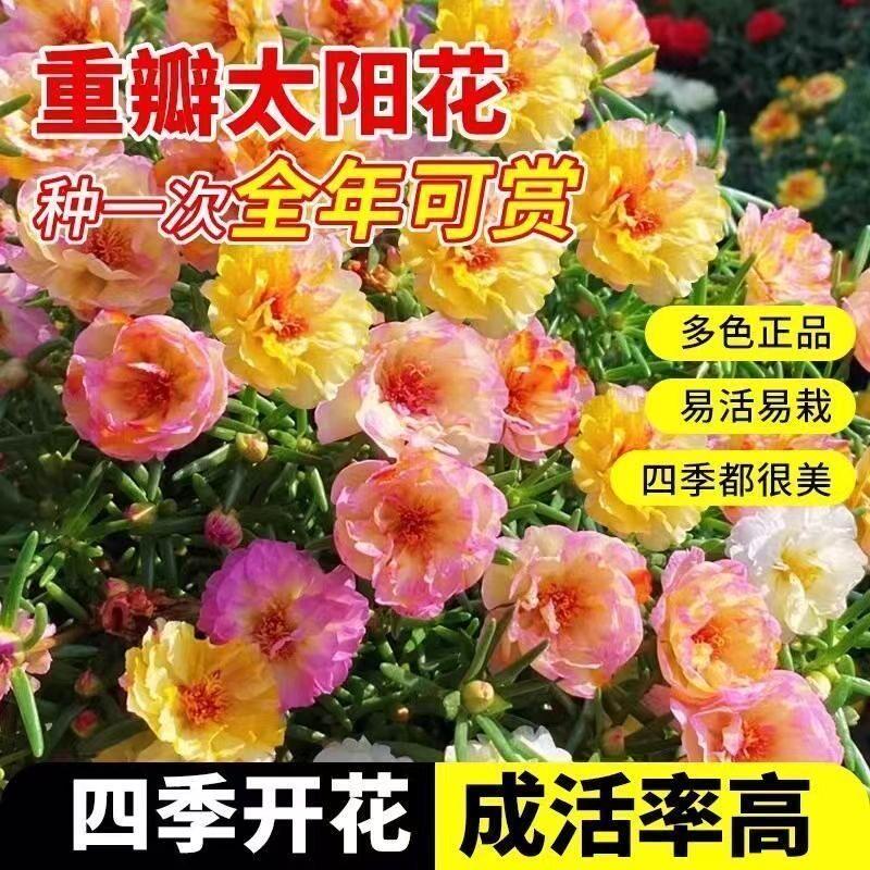 太阳花种籽四季种植好种易活多年生家庭阳台花海景观花卉种子