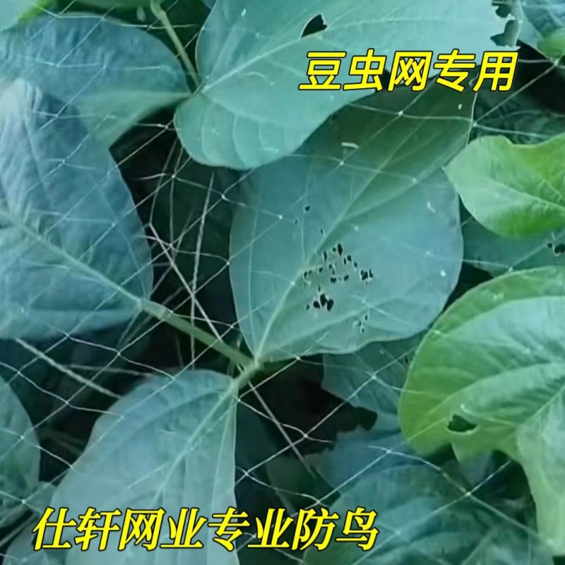 农用露天豆虫防鸟网豆丹专用防护网葡萄防鸟水稻试验田专用防护网