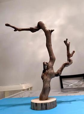 首饰原木树杈干带底托高端毛笔挂摆件酒店民宿服装店爬啃咬鹦鹉站