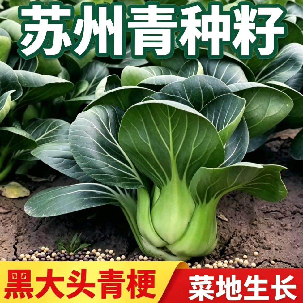 黑甜糯黑大头黑种子叶矮