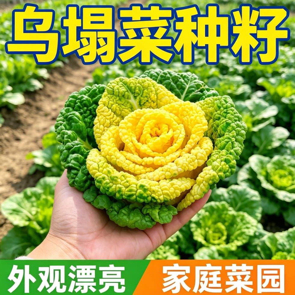 黄心乌菜种种子种籽乌塌