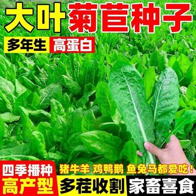 大叶菊苣草籽多年生高产