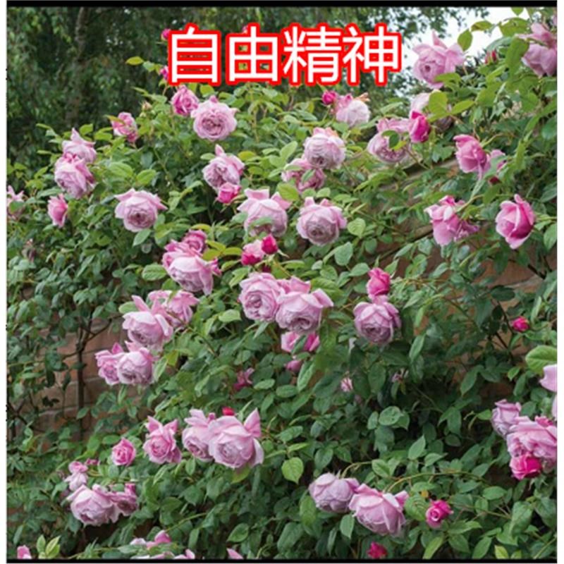 藤本月季花苗粉龙爬藤植物庭院浓香玫瑰盆栽蔷薇爬墙多季节开花