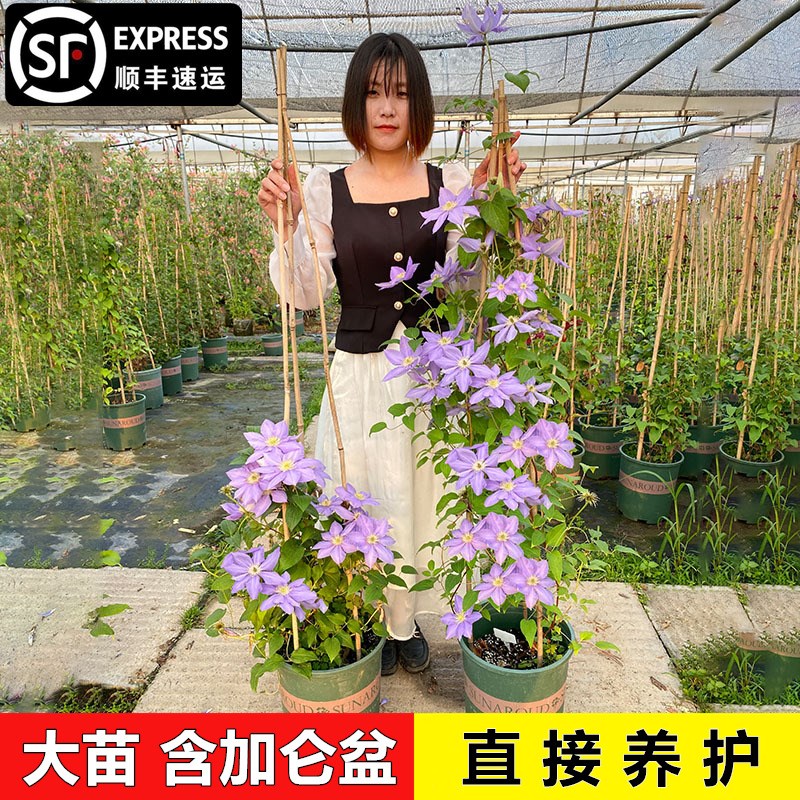 铁线莲大苗爬藤植物多季重瓣大花攀爬庭院耐寒爬墙花阳台盆栽耐热