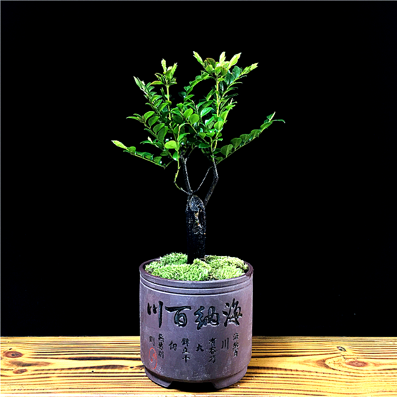小叶紫檀盆景盆栽老桩树桩四季常青客厅办公室内桌面绿植驱蚊植物