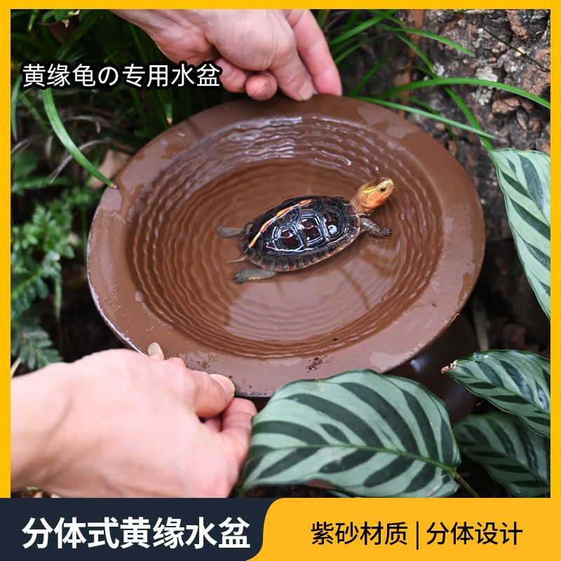 黄缘龟紫砂分体式水盆安缘闭壳龟半水龟陶瓷分离式泡澡喝水盆