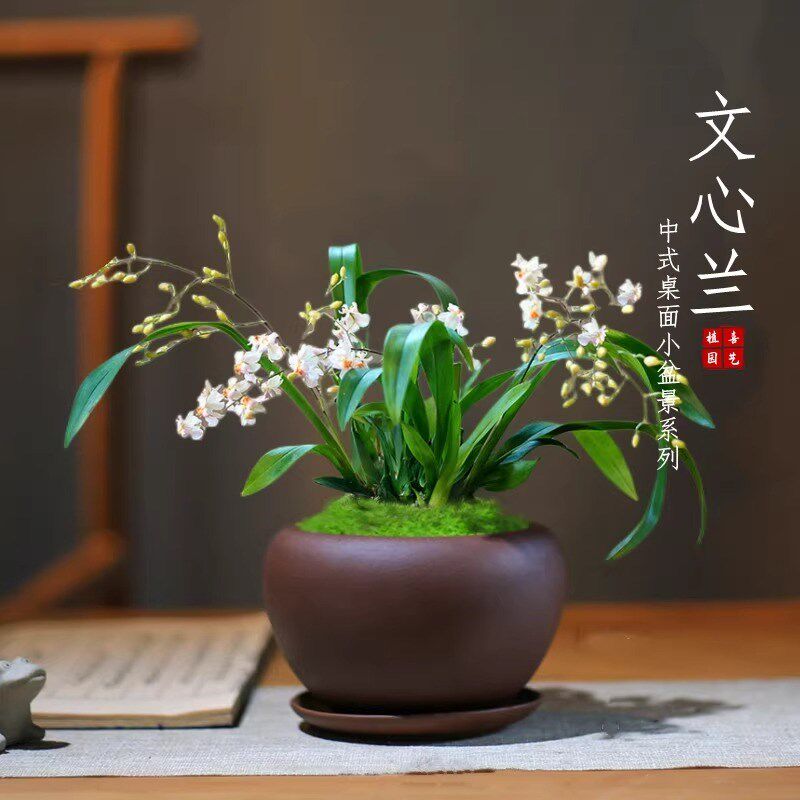梦香兰开花植物文心兰盆栽兰花苗年宵花室内桌面办公室好养绿植花