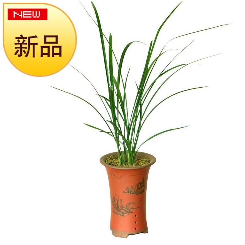 n浓香虎山素 山兰越冷越香阳台v花兰花花苞江西细叶寒兰 素心 带