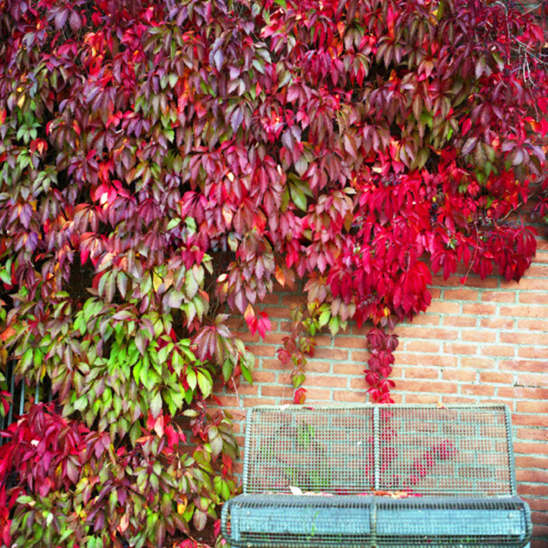 爬山虎爬藤植物四季长青不v落叶室内阳台藤蔓耐阴攀援花卉爬墙虎