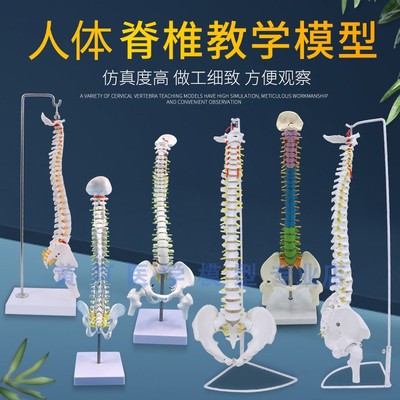 80CM自然大软脊椎带q盆骨模型 一比一比例脊柱模型颈胸椎腰椎骨盆