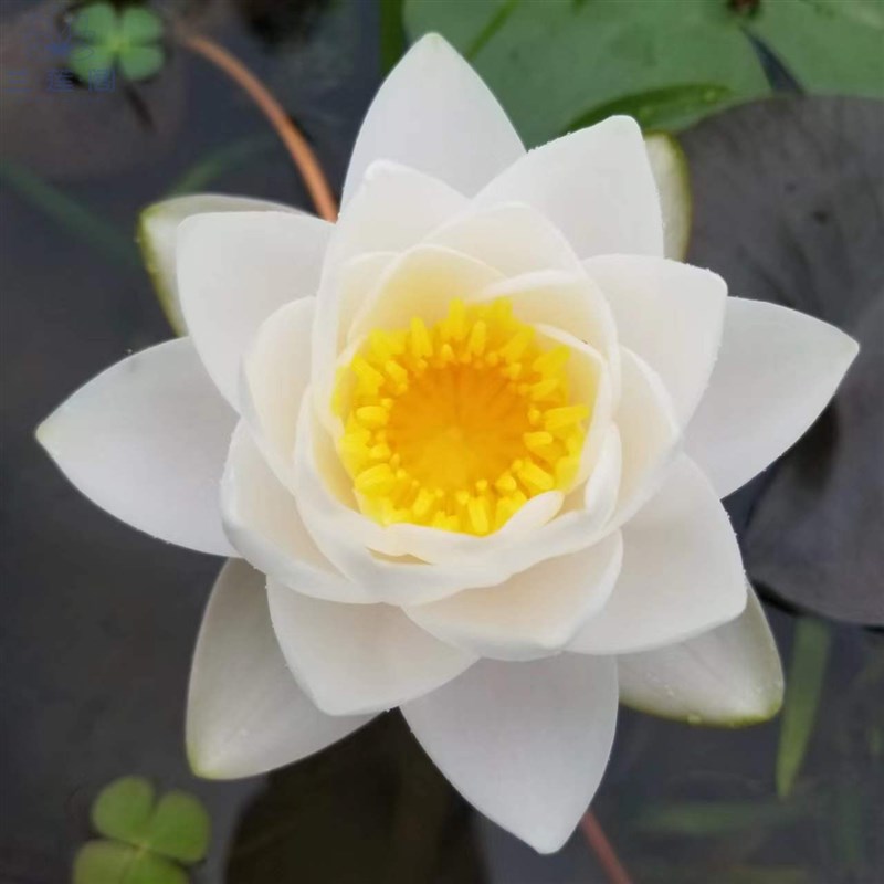 睡莲暹罗茉莉   耐寒属N睡莲 大型品种