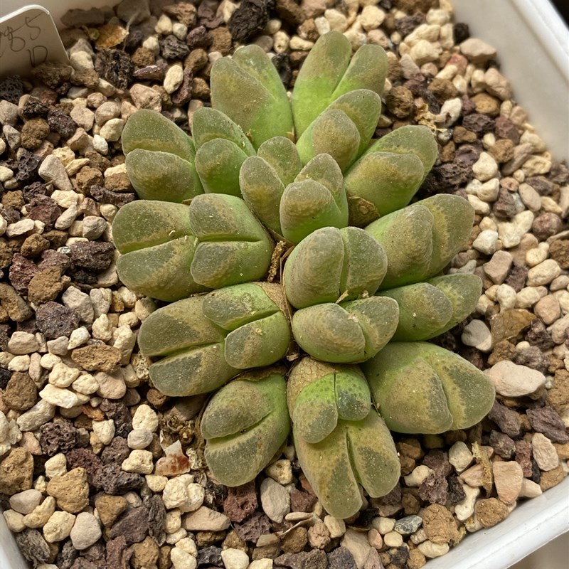 大群生风铃玉Z20头肉锥