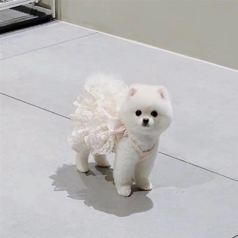 狗狗衣服礼服夏季薄款猫咪公主婚纱蕾丝蓬蓬裙小型犬泰迪宠物裙子