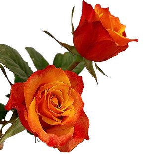 切花火焰月季花四季浓香灌木大花苗阳台盆栽庭院地栽切花玫瑰欧月