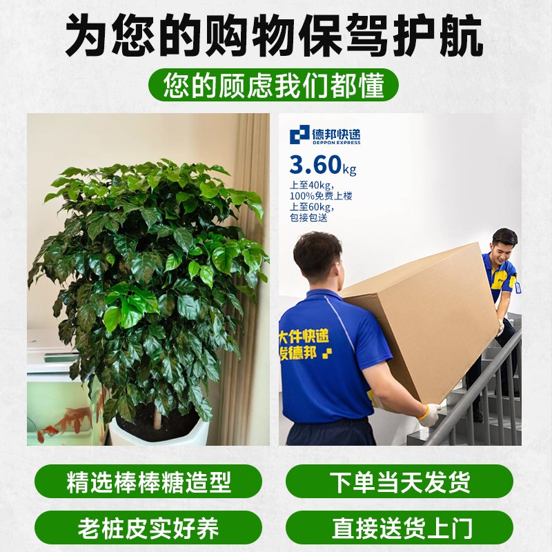 单杆棒棒糖幸福树客厅盆栽大型绿植室内落地平安树除甲醛四季常青