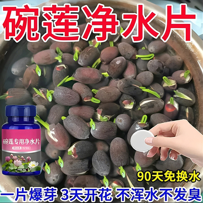 【碗莲净水片】促芽催苞不枯萎