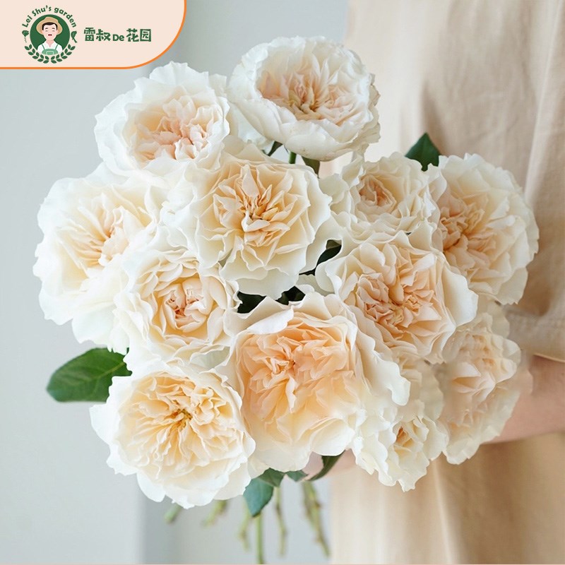 雷叔的花园尤金妮灌木切t花月季花苗带盆栽好四季开花大花清香