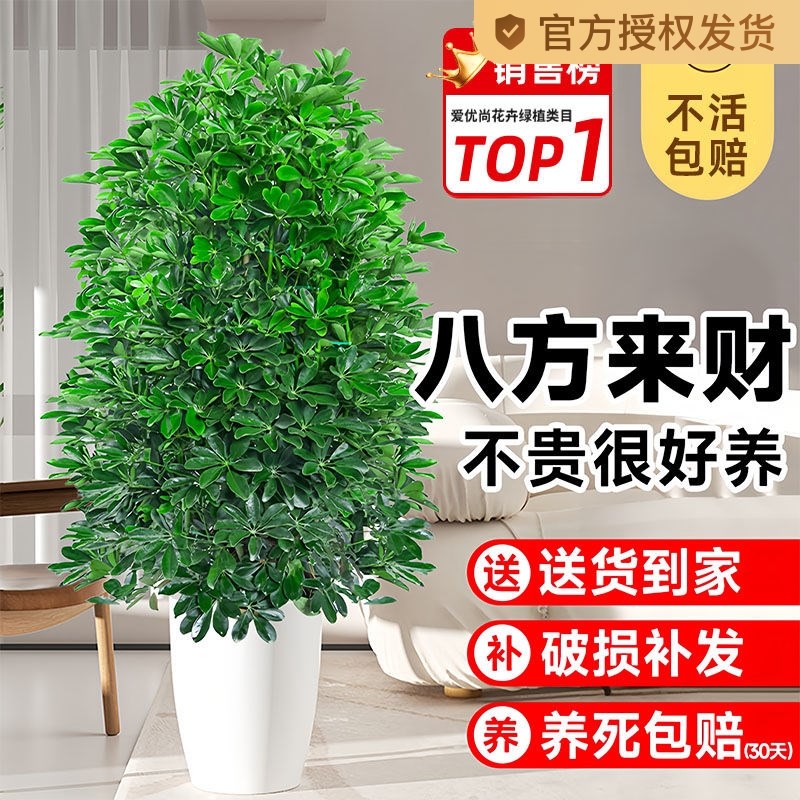 鸭脚木八方来财客厅绿植盆栽花卉室内大H型鸭掌木七叶莲招财发财