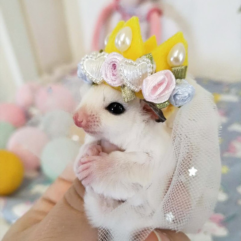 帽子蜜袋鼯用品花枝鼠 仓鼠帽子花枝鼠 可爱动物造型变装帽卡通帽