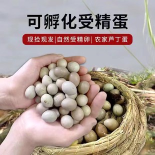 芦丁鸡蛋德系礼服瓦灰纯白色宠物迷你小鸡蛋网红卢丁小鸡黑白礼服