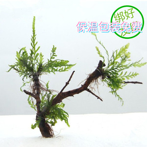 小树沉木带底座莫斯树懒人水草黑木蕨树林鱼缸造景DIY装饰