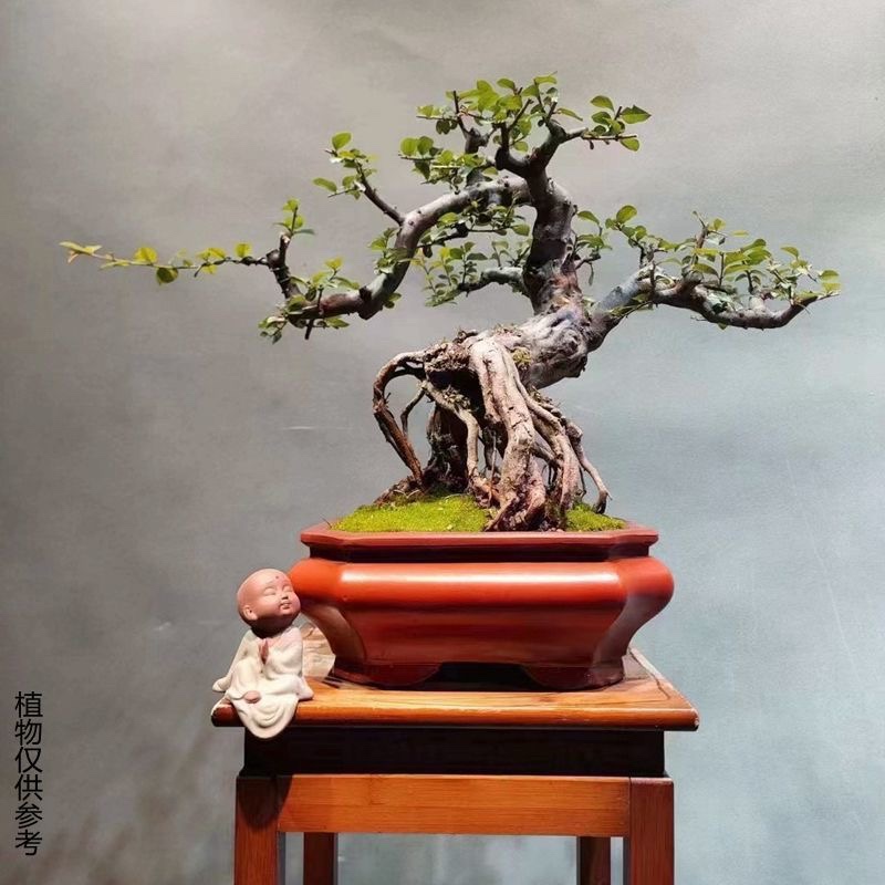 紫砂花盆长方菱花切角四方盆景盆栽提根绿植盆创意个性老桩造景盆