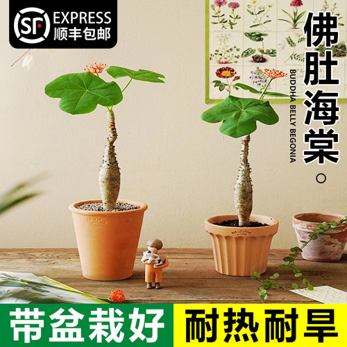 佛肚海棠盆栽老桩客厅办公室内盆景桌面耐养耐旱四季开花观叶植物