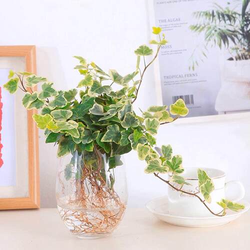 雪莹常春藤水培植物室内耐阴易成活飘枝垂吊兰绿植爱心叶常青藤