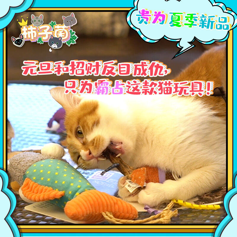 【柿子菌】夏季新款 贵为GiGwi猫玩具 磨牙磨爪解压可替换猫薄荷