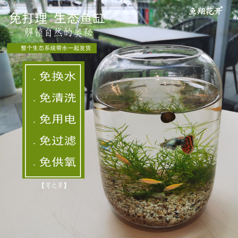 免打理 迷你 生态鱼缸瓶r 不用换水 清洗缸壁 不用电 生态课 教