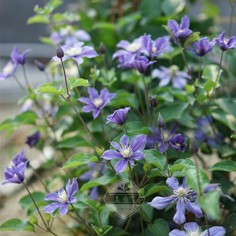 全缘组铁线莲 阿拉贝拉灵感如古幸福之鸟朱莉直立 老园丁花园盆栽