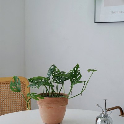 植物私生活 爬藤仙洞芋 垂吊植物 净化空气绿植